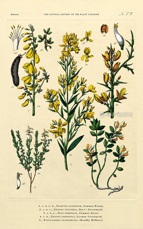 Ornamental and Flowering Plants, Plant Kingdom, Victorian Botanical Illustration, Circa 1853